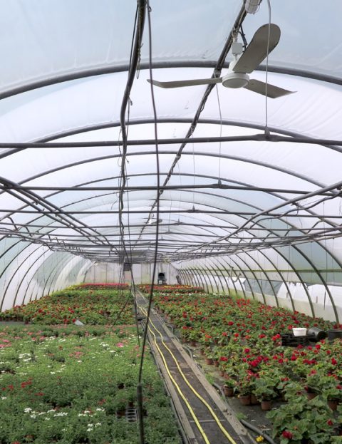 Umluft-Ventilatoren für Gewächshäuser. Wärme, Klima einfach angleichen.
